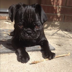 Meet your Posher, Logan